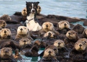 dog with otters