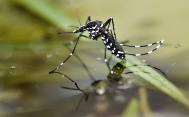 Aedes albopictus on water.jpg